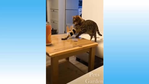 Cats doing crazy things