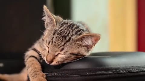 cute kitten sleeping and stretching
