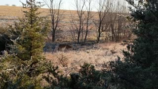 Big Kansas Buck Cruising