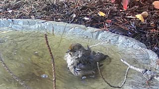 Chirping Sparrows and Dark-Eyed Juncos share a bath featuring Loud'n Out by Paul Clifford