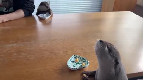 Watch Video of Otters Eating Pearl Meat with Dad