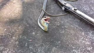 How aggressive the BRONZE BACK TREE SNAKE when its captured