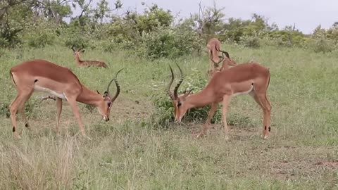 Impala fight in forest
