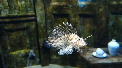 Footage Of A Lion Fish In The Aquarium