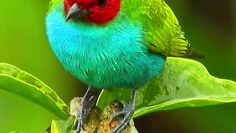 MESMERIZING BIRD