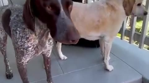 Dog doesn't want DAD to leave him 😂