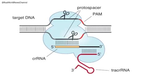 NA Therapeutics and DNA Editing video from 2015