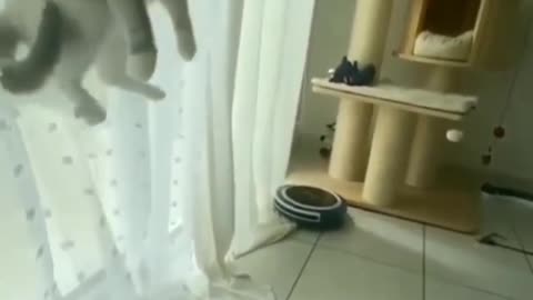 THE CAT GONE HIGH!!!!!!!😱😱😱YOU MUST WATCH THIS!!!!!!