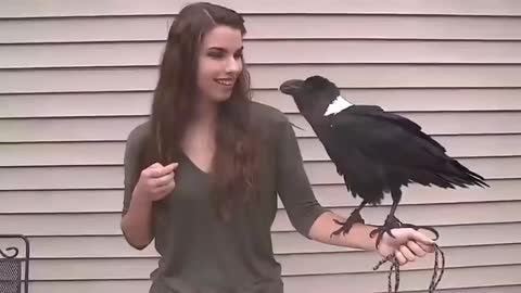 Crows are able to qualitatively imitate human speech, not inferior to parrots in this skill.