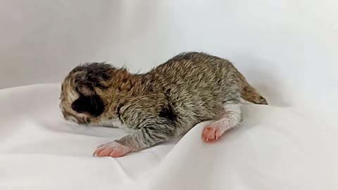One Day Old Kitten