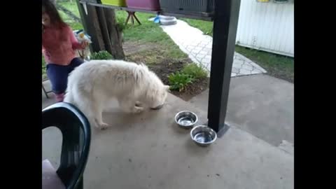 Jealous puppy hides food bowl from the other dogs