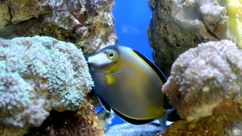 funny fish Deep sea 😂