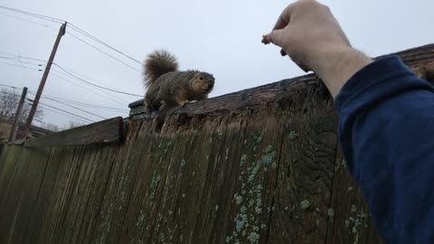 Feeding squirrel by hand
