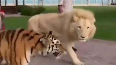Lion Vs any animals Wild animals Jaguar Best Animals Lion vs animal