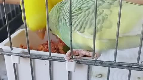 A pair of lovebirds eating in the cage