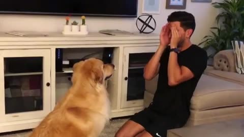 Golden Sheepdog lovingly plays with owner