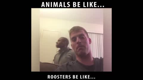 Roosters be like (Wake the fuck up)