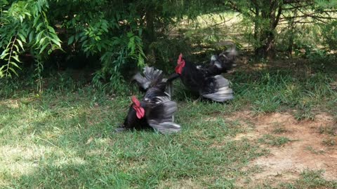 Barnyard Brawl... 2 Jersey Giant Roosters Fighting it out