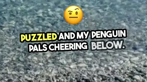 penguin are foolish