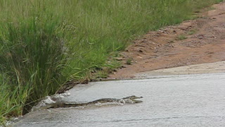 crocodile catching fish