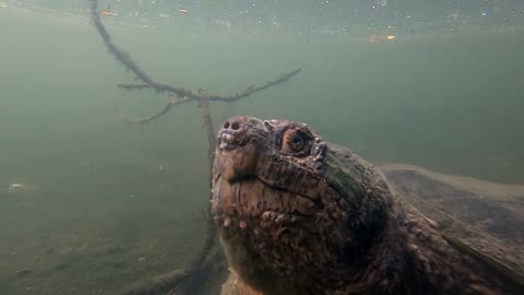 Snapping turtle trying to eat my gopro