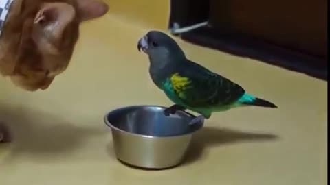 Cat & Parrot Fight On Food l Funny Video