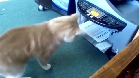 Cat Fun With A Printer