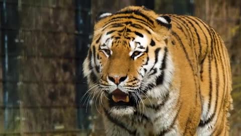 Tigre Gatos Carnívoros Predador Perigoso