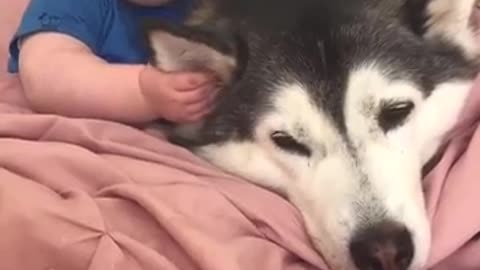 Husky and Baby Becoming Best friends!