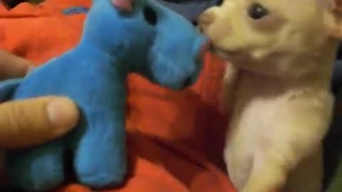 Curious Chihuahua Puppy Befriends A Squeaky Blue Hippo Toy