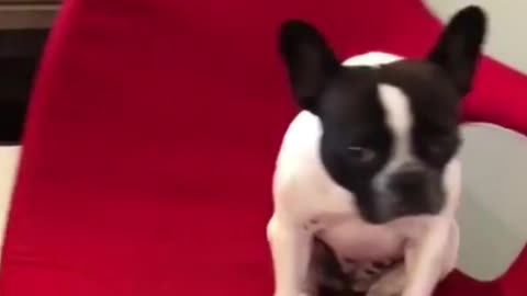 Puppy spins round and round in rotating chair