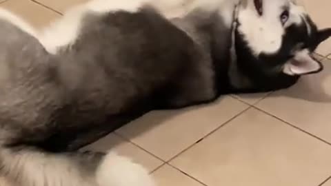 Huskies funny video