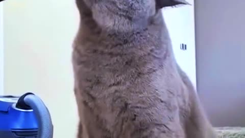 A cat who loves a vacuum cleaner