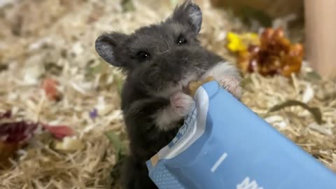 black hamster