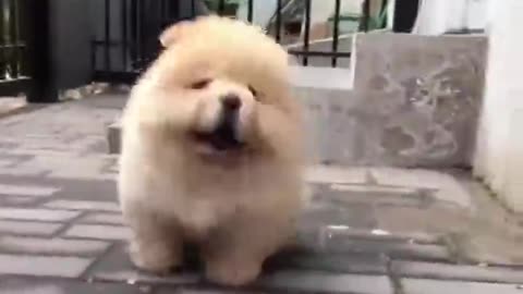 Chow Chow is happiest when it comes out for a walk.