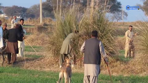Rabbit Hunting in Punjab Pakistan __ Galgo vs Liebre 2021 _ Khargosh ka shikar_ Sukho Gojar Khan P 3