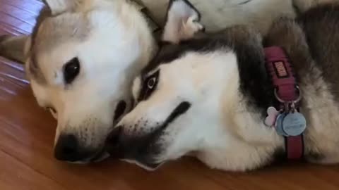 These Huskies Are Sleeping Together And Its Soo Cute!!
