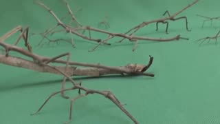 BICHO-PAU - STICK INSECT