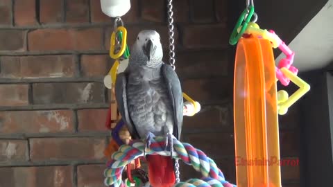Einstein Parrot can talk better than most humansp22