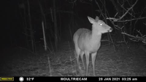 Whitetail Deer In Snow