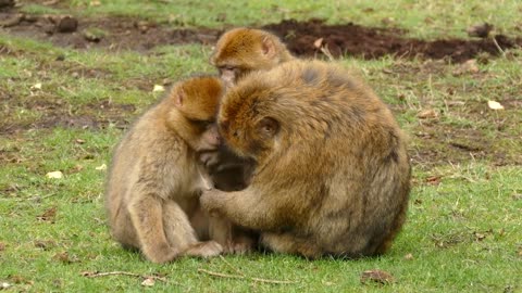 Monkey Family helping each other out funny