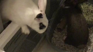 Curious bunnies jump in the box!