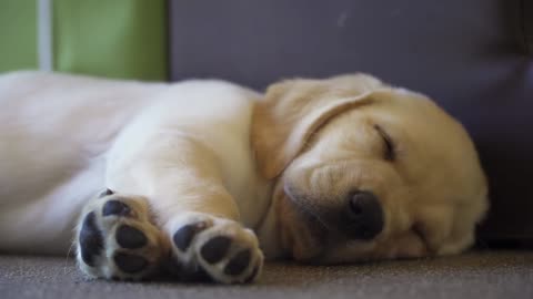 Puppy Play Time at Guide Dogs Victoria