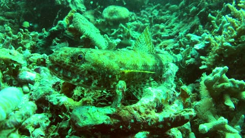 Interesting detail of lizardfish in closeup view