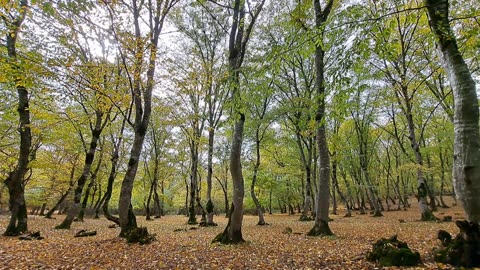 Musica ambientare di una foresta in autunno con sottofondo di piano. Calming Music, Stress Relief