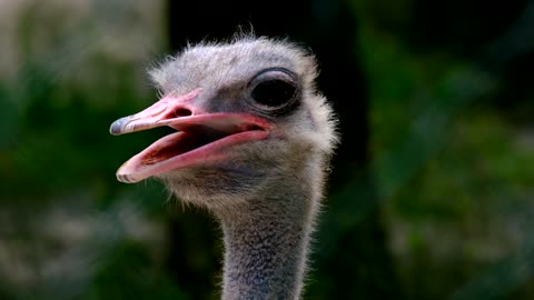 Ostrich face so beautiful and cute