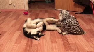 Husky And Owl Chill Out Together