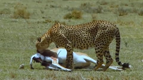 OMG ! Fatal Mistake When Lion Despises The Speed Of Buffalo - Lion VS Cheetah Leopard, Deer, Hyena