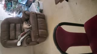 Kittens Destroy Chair #2