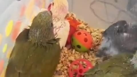 Parrot talking to babies